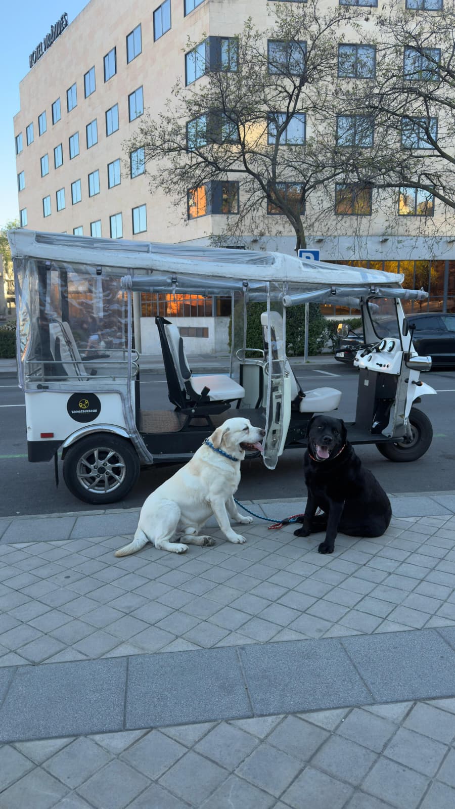 Two dogs waiting beside a Vamos Tuk Tour tuk-tuk in Madrid
